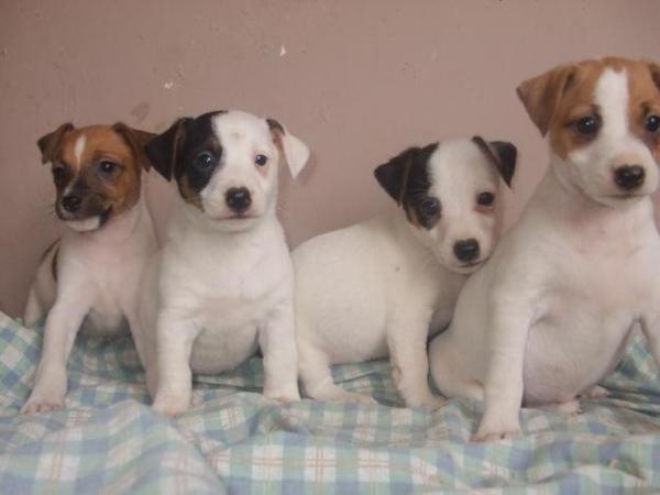 -hermosos-cachorritos-jack-russell-_4043_2496