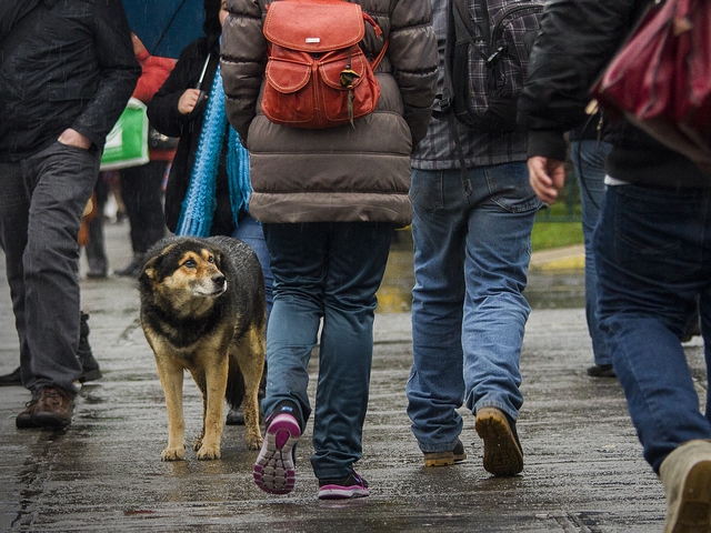 Nueva Ley de tenencia de mascotas: perros llevaron chip y serán esterilizados