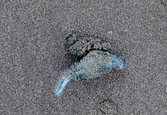 25 de Enero 2016 / PENCO Detalle de una fragata portuguesa encontrada en  playa negra de Penco, durante la prohibición que se mantiene por la autoridad sanitaria en conjunto con la Armada producto de la presencia de la fragata Portuguesa ( un hidrozoo similar a la medusa y que al contacto con la piel provoca dolor intenso, aumento del volúmen del área y necrosis). Las playas afectadas corresponden a Penco, Lirquen, Tomé y Dichato. FOTO: MARIBEL FORNEROD/AGENCIAUNO