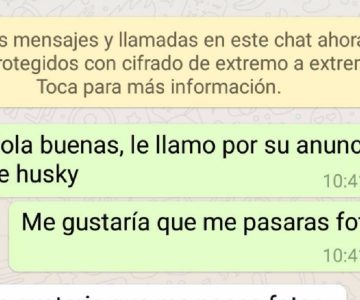 Joven pidió fotos de un perro para adoptarlo y la respuesta que recibió generó indignación