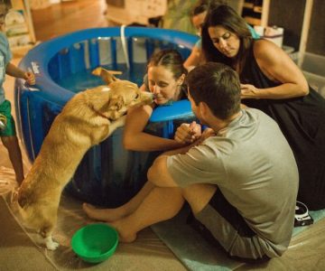 Perrito acompaña incondicionalmente a su dueña mientras da a luz