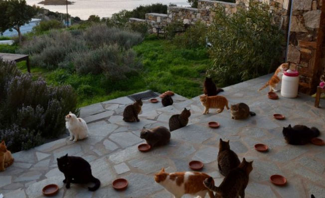 Ofrecen alojamiento y 370 mil pesos mensuales por cuidar gatos en una isla