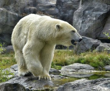 Oso polar quiso revivir a un pajarito que le dieron para comer