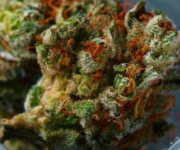 Universidades ofrecen carreras para que alumnos se conviertan en especialistas de marihuana