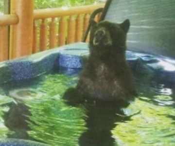 Tortolitos arrendaron una cabaña para sus vacaciones y un oso se metió en el jacuzzi