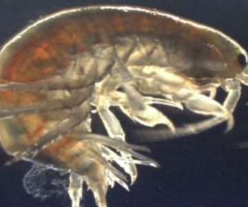 Investigadores encuentran cocaína en camarones de agua dulce