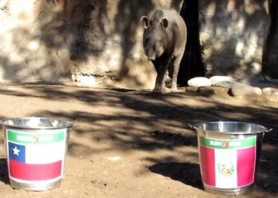 Chile Tapir Manolo