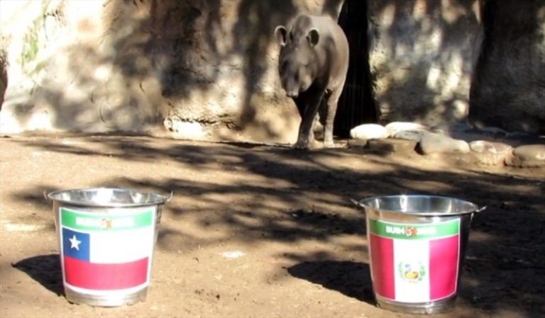 Chile Tapir Manolo