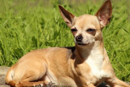 Chihuahua