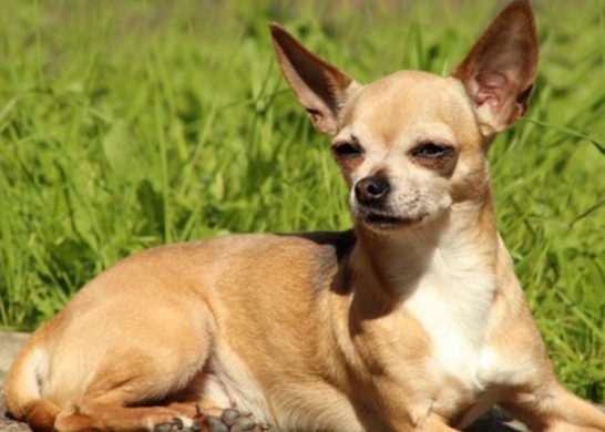 Chihuahua