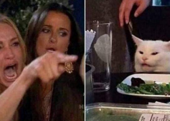 meme gato