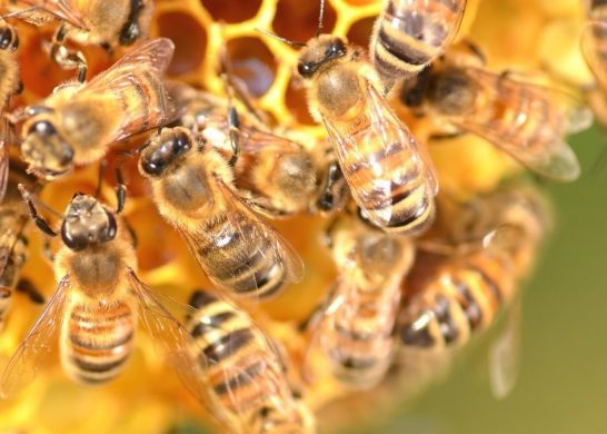 Abejas