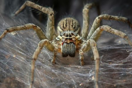 Arañas cambio climático