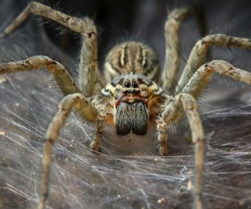 Según estudio las arañas se volverán cada vez más agresivas por culpa del cambio climático