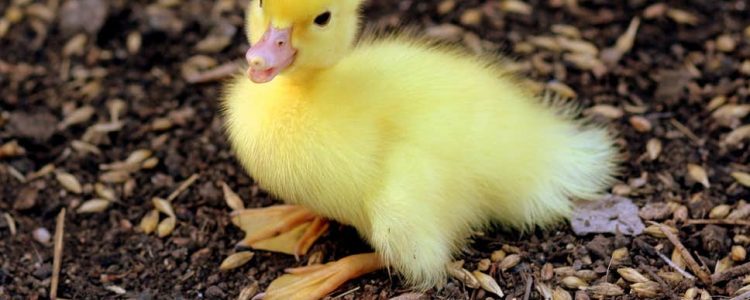 Patito que se ríe como humano tiene vuelto loco a Internet