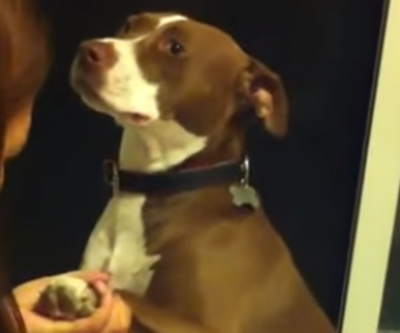 Perrito se convierte en viral por fingir desmayo para que no le corten las uñas