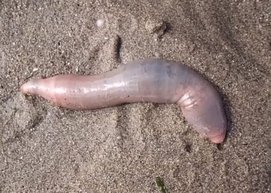 Pez Pene