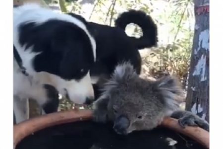 Koala Perro