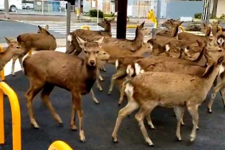 Animales Coronavirus