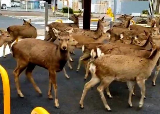 Animales Coronavirus