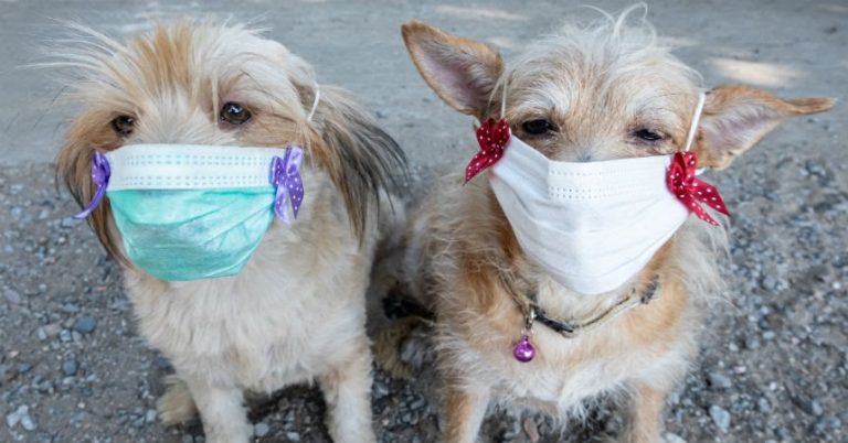Perros Coronavirus