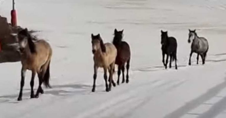 Caballos