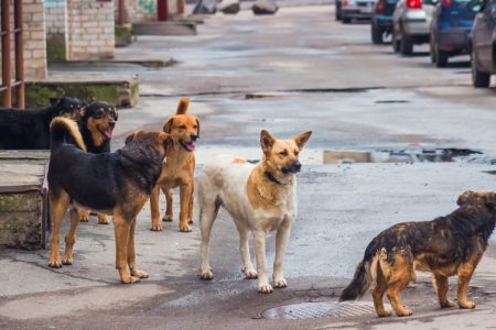 Perros Callejeros