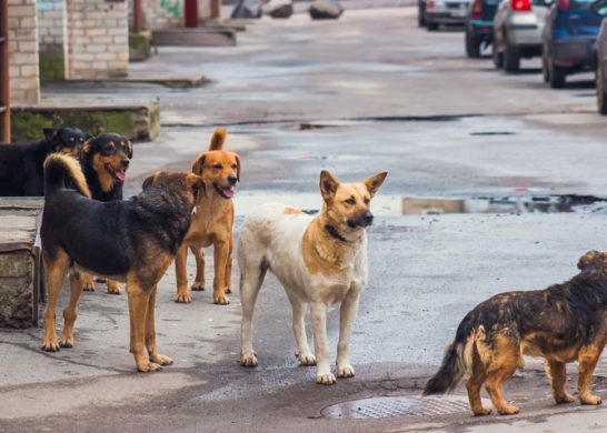 Perros Callejeros
