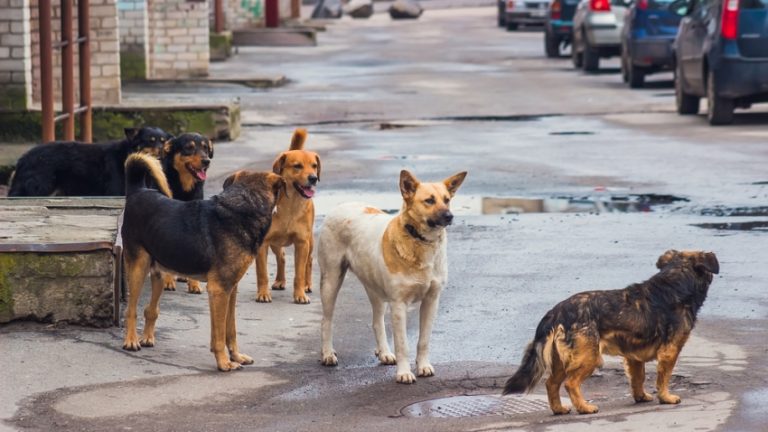 Perros Callejeros