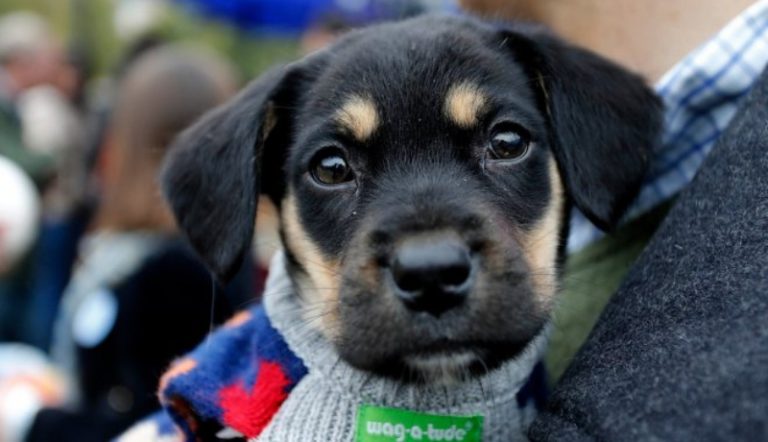 Perritos Adopción