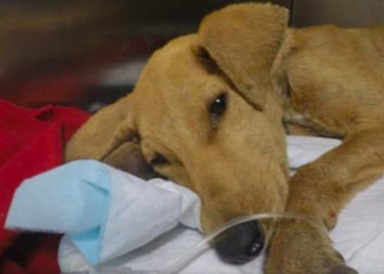 Cachorrito