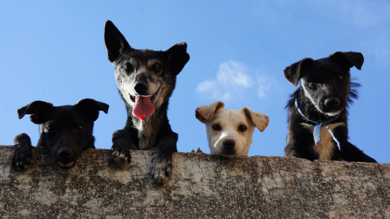 Mascotas En Cuarentenas (fuente_ Foto De Eddie Galaxy En Pexels)