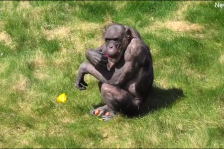 Chimpancé Zoológico (fuente_ Captura De Pantalla)