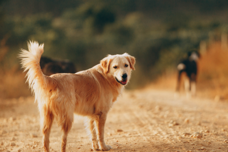 Perrito (fuente_ Foto De Helena Lopes En Pexels)