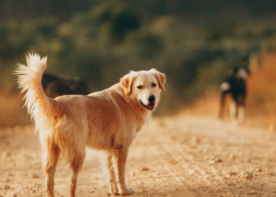 Perrito (fuente_ Foto De Helena Lopes En Pexels)