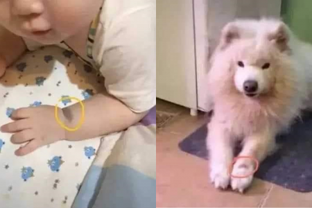 Mujer - Guagua - Perro