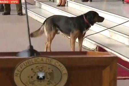 Perrito Cuenta Pública