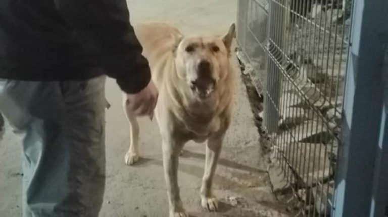 Perro héroe