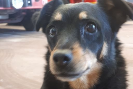 Perrita de Bomberos Argentinos