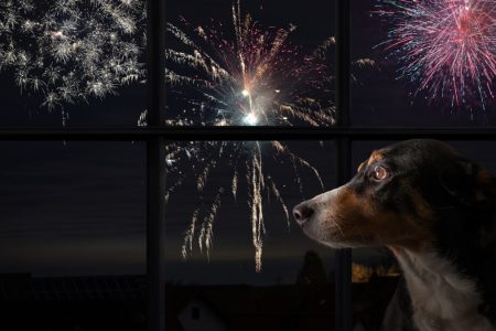 Mascotas Fuegos Artificiales