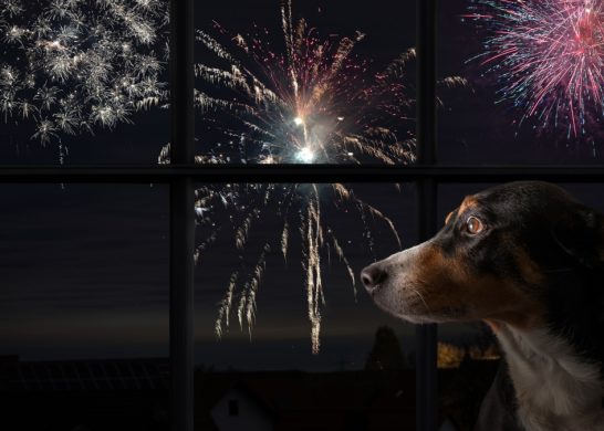 Mascotas Fuegos Artificiales