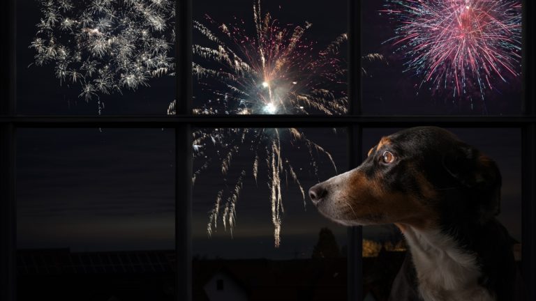 Mascotas Fuegos Artificiales