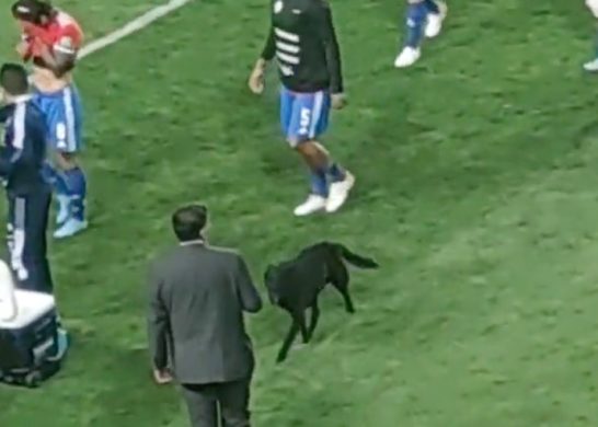 Perrito animó a La Roja