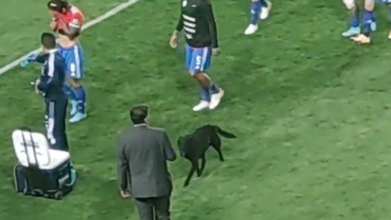 Perrito animó a La Roja