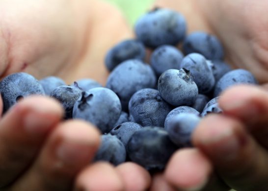 Arándanos Diabetes