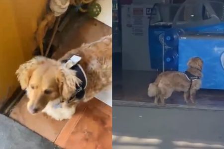 Perro Tik Tok