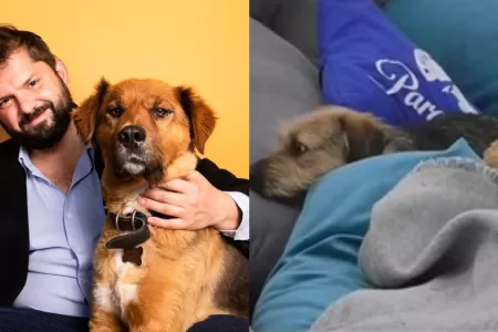 Brownie   Bigote Gran Hermano