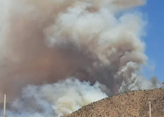 Incendio Forestal Curacaví