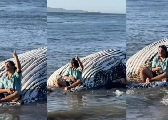 Ballena Muerta Penco