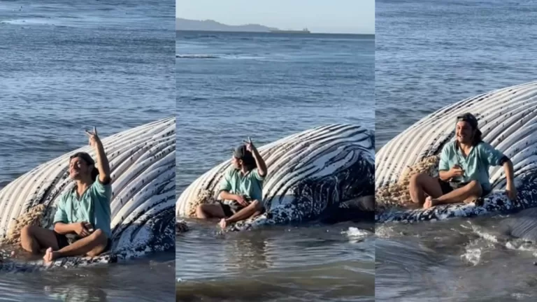 Ballena Muerta Penco